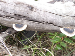 Trametes cingulata