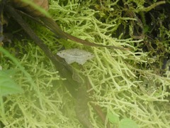 Psamatodes pernicata