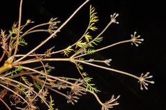 Chaerophyllum colensoi