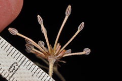 Chaerophyllum colensoi