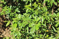 Helietta apiculata