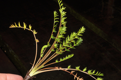 Chaerophyllum colensoi