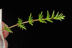 Chaerophyllum colensoi