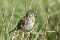 Xenospiza baileyi