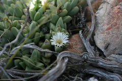 Corpuscularia lehmannii