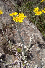 Senecio ostenii