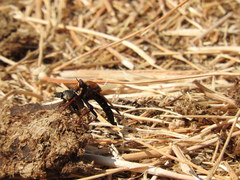 Euoniticellus fulvus