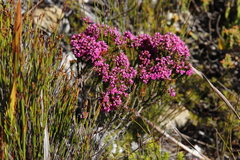 Erica pulchella