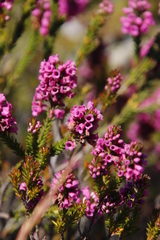 Erica pulchella