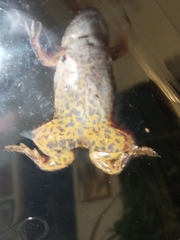 Xenopus poweri