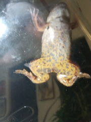 Xenopus poweri