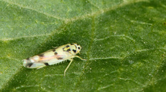 Eupteryx origani