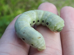 Proserpinus terlooii