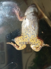 Xenopus poweri