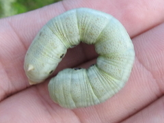 Proserpinus terlooii