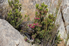 Erica thomae