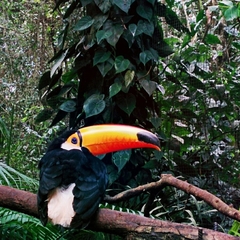 Ramphastos toco