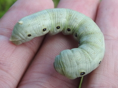 Proserpinus terlooii