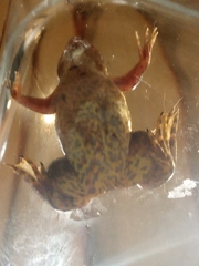 Xenopus poweri