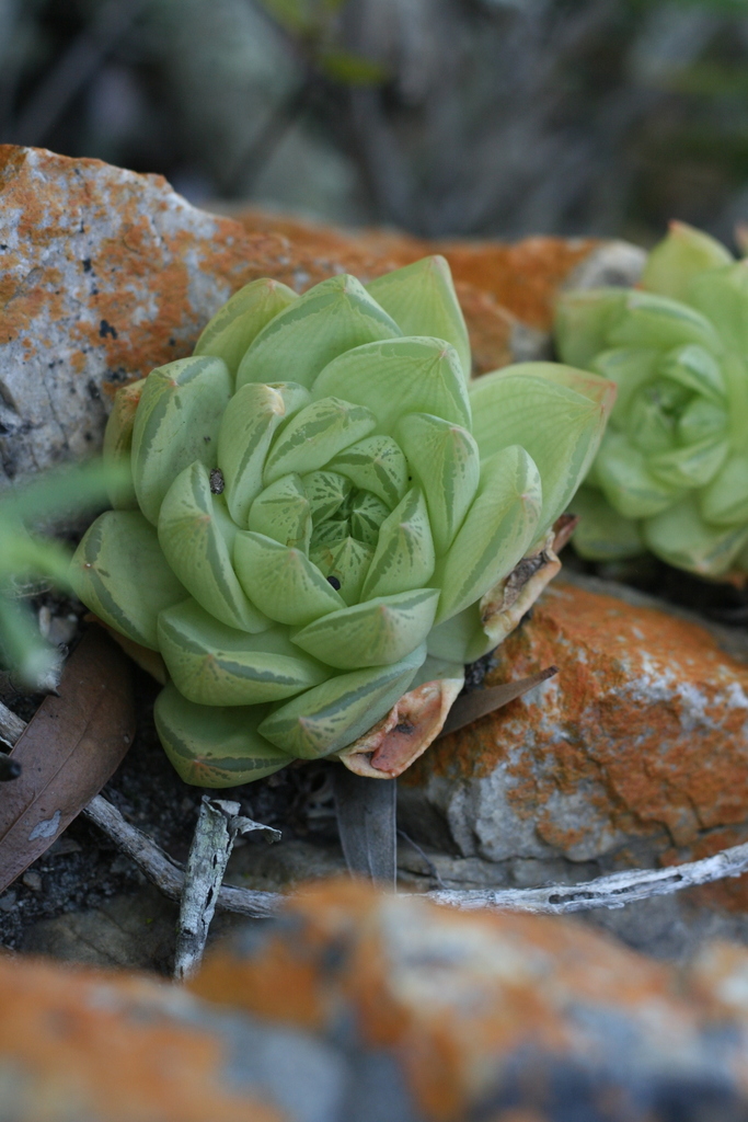 Haworthia cymbiformis