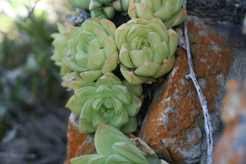 Haworthia cymbiformis (Haw.) Duval