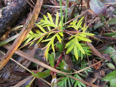 Potentilla bimundorum