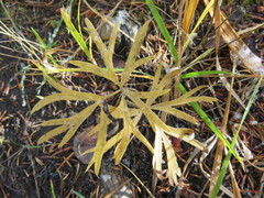Potentilla bimundorum