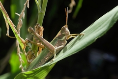 Coryacris angustipennis