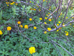 Trollius sibiricus