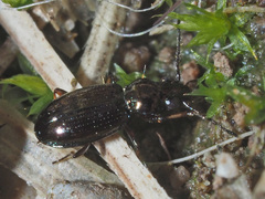 Bembidion lampros