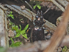 Bembidion lampros