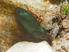 Ophonus azureus