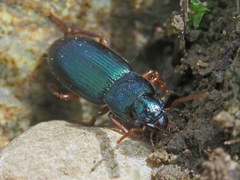 Ophonus azureus