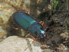 Ophonus azureus