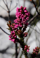 Erica pulchella
