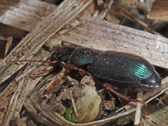Ophonus azureus