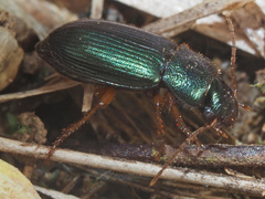 Ophonus azureus