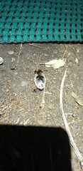 Gyna caffrorum