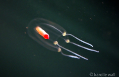 Euphysa