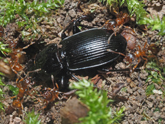 Pterostichus melas