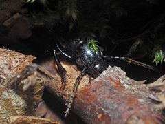 Pterostichus melas