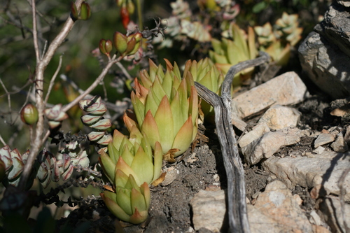 Haworthia cymbiformis (Haw.) Duval 2