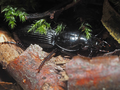 Pterostichus melas