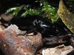 Pterostichus melas