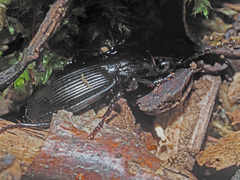 Pterostichus melas