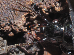 Pterostichus melas