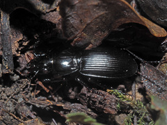 Pterostichus melas