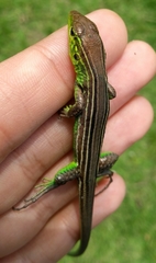 Cnemidophorus cryptus