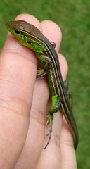 Cnemidophorus cryptus