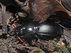 Pterostichus melas